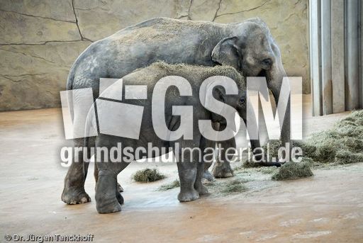 Asiatischer Elefant (10 von 21).jpg